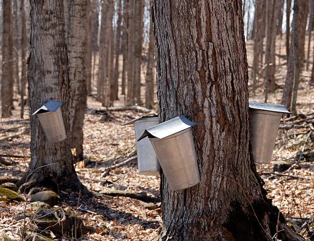 áreas com árvores - maple tree - fotografias e filmes do acervo