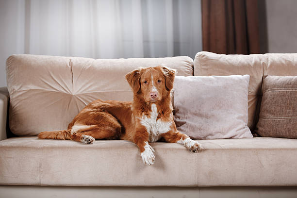 istock Nova Scotia Duck Tolling Retriever 518059462