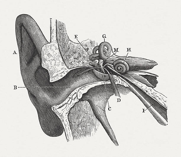 ilustrações de stock, clip art, desenhos animados e ícones de a audição humana, madeira, publicada em 1880 (kit 1 - eustachian tube