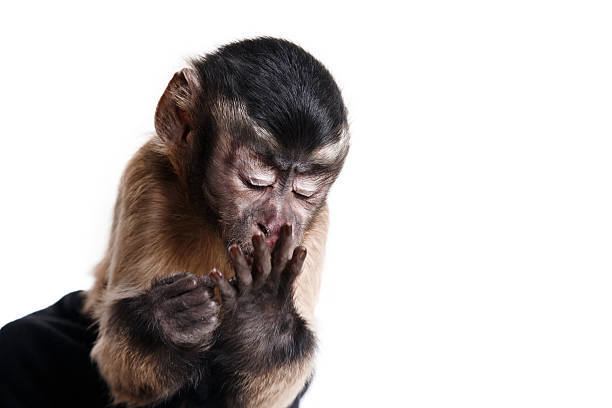 istock little monkey, a portrait in the studio 518060276