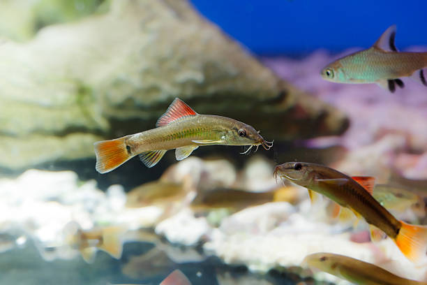 istock Sea Life 518061260