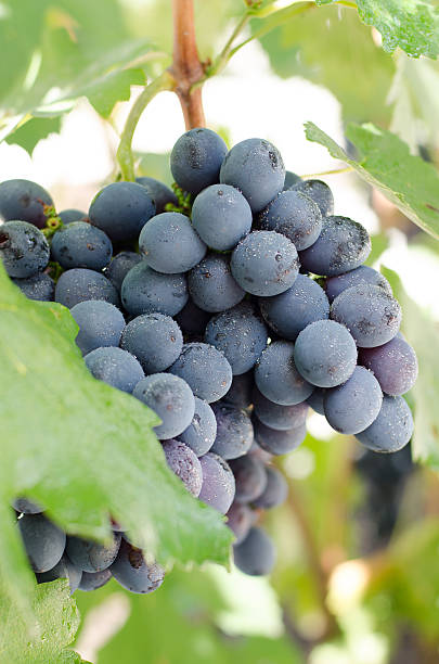 istock Grape vine of dark grapes 518062200