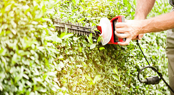 istock Trimming the Bushes 518062362