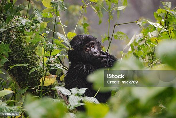 Baby Gorilla Stock Photo - Download Image Now - Gorilla, Uganda, Cute