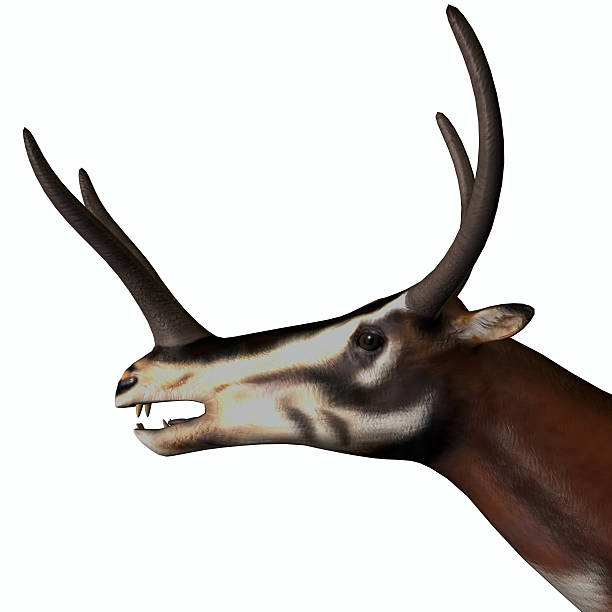 istock Kyptoceras Mammal Head 518064826