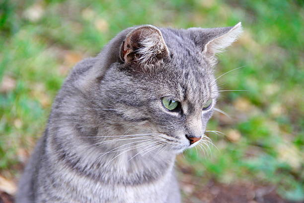 istock Portrait of a gray cat 518065532