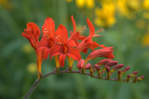 close up of crocosmia / lucifer, brilliant orange-red flower, display upword facing 