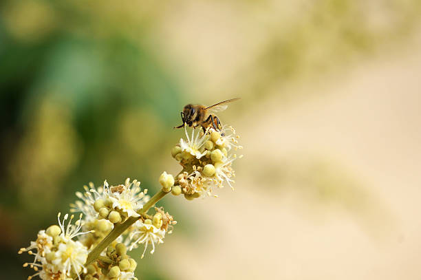 istock Bee collects nectar from longan flower 518067456