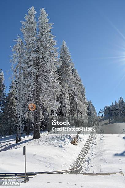 Trineo De Pista Foto de stock y más banco de imágenes de Abeto - Abeto, Abeto Picea, Actividad