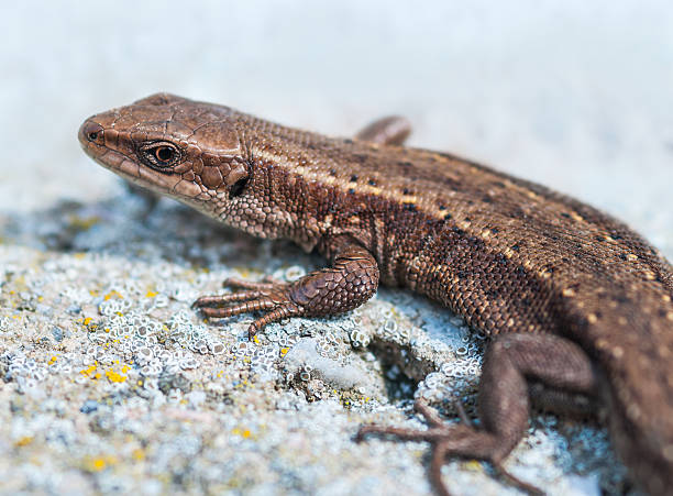 Common lizard Common lizard is heated on gray stone zootoca vivipara stock pictures, royalty-free photos & images