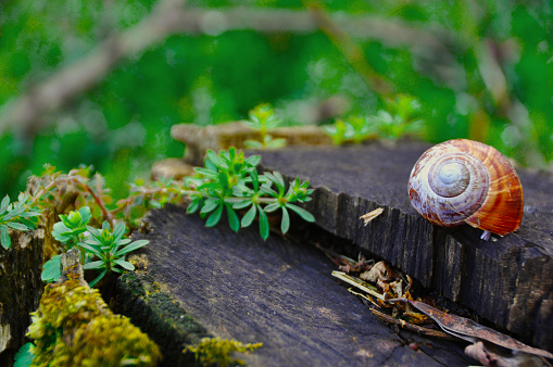 Snail shell in the woods