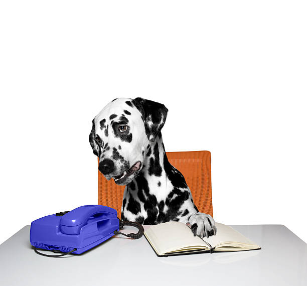 istock dog is waiting for a call 518069934