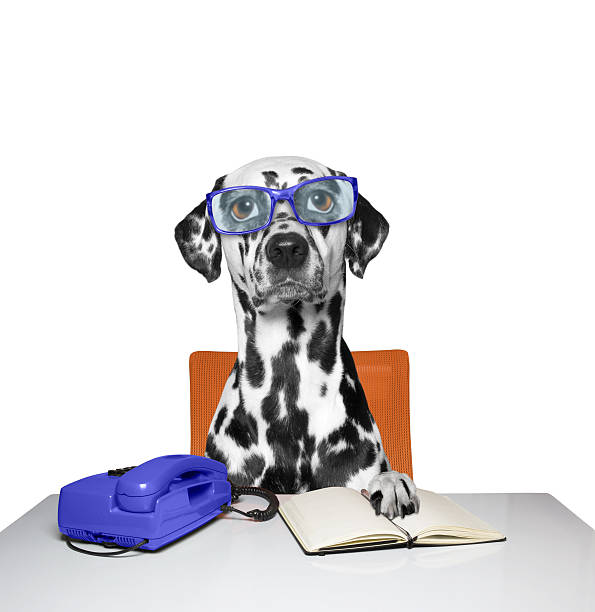 istock dog works as a manager in the office 518069962