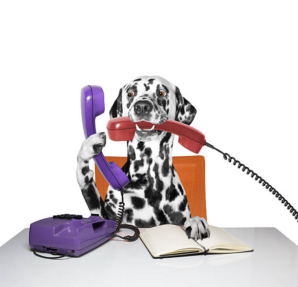 istock dog is talking over the phone 518070000