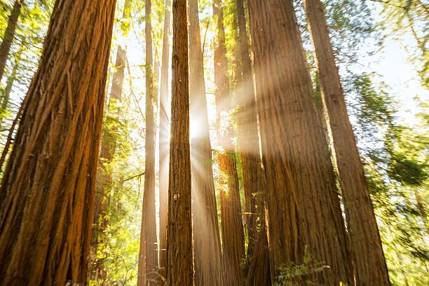 Sun Shining Through Giant Redwoods Giant redwood trees in Muir woods national park in California. marin county stock pictures, royalty-free photos & images