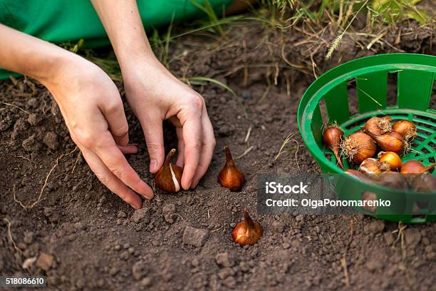 Pflanzen Blumen Stockfoto und mehr Bilder von Blumenzwiebel - Blumenzwiebel, Tulpe, Zwiebel