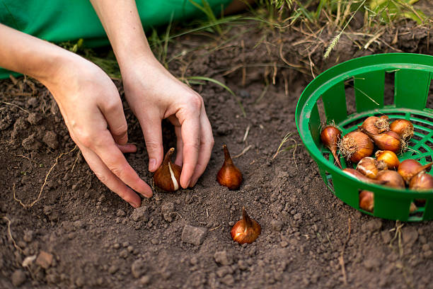 planting flowers Planting flower bulbs (tulip) in the flower-garden in autumn plant bulb stock pictures, royalty-free photos & images
