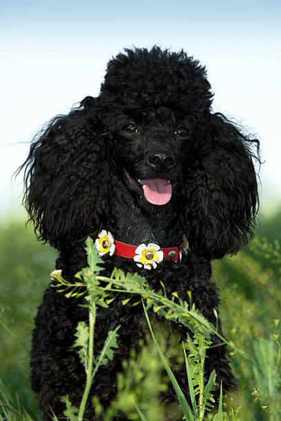 istock Black Poodle on a green grass 518086762