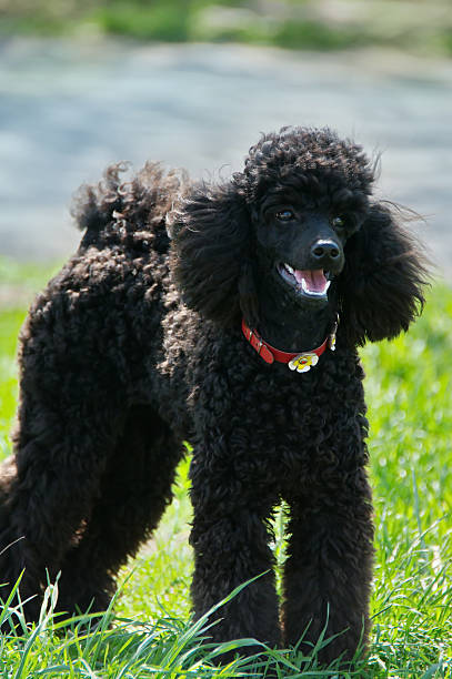 istock Black Poodle on a green grass 518086962
