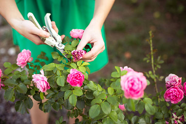 care of garden Girl cuts or trims the  bush (rose) with secateur in the garden inflorescence photos stock pictures, royalty-free photos & images