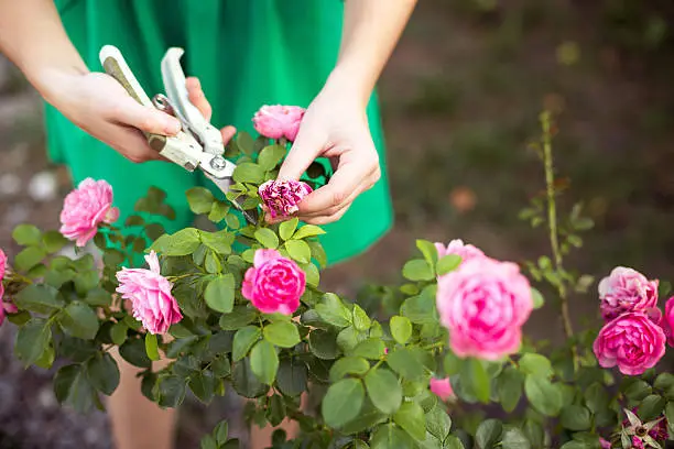 Girl cuts or trims the  bush (rose) with secateur in the garden