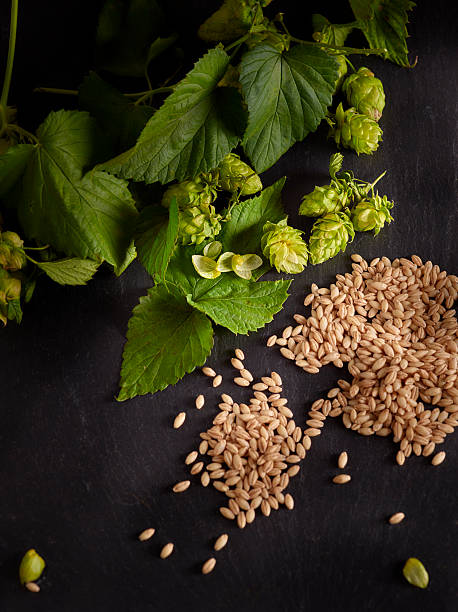 Fresh hops (Humulus Lupulus) with lupulin and barley Hops contain Lupulin which is important for brewing beer. You can see the very tiny yellow grains on the leafs of the hops. schist stock pictures, royalty-free photos & images