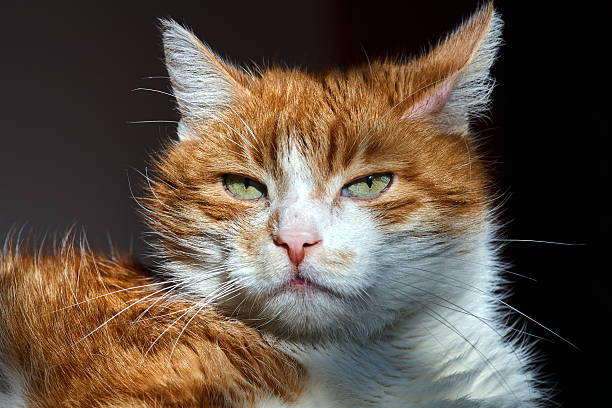 istock Portrait of a white-red-haired cat 518087244