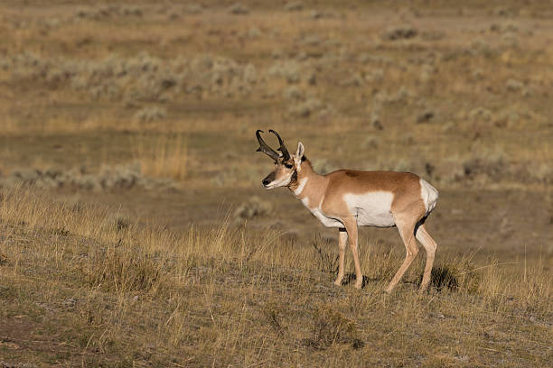 istock Pronghorn Antelope Buck 518087322