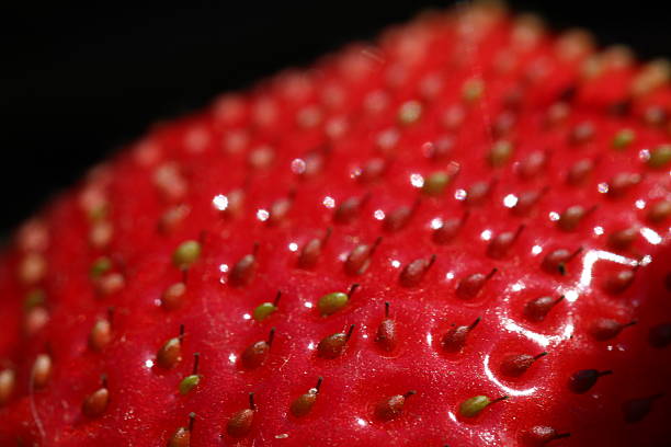 Strawberry Landscape Close-up of a ripe strawberry purpur stock pictures, royalty-free photos & images