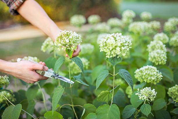 istock care of garden 518087624