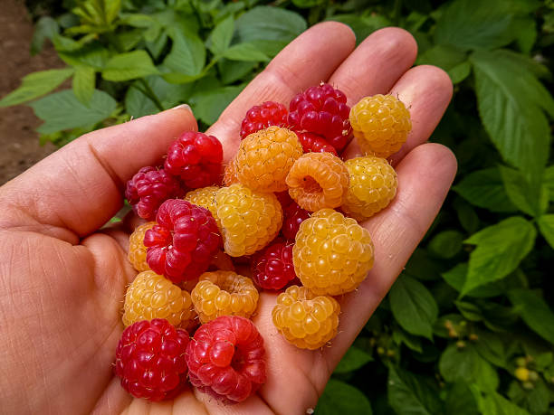 istock Ripe raspberries, kibbutz in Israel 518087642