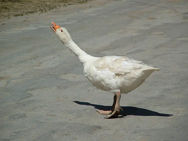 Photo of White Goose, Bílá husa