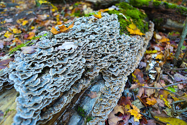 Bracket fungus on the old dead wood
