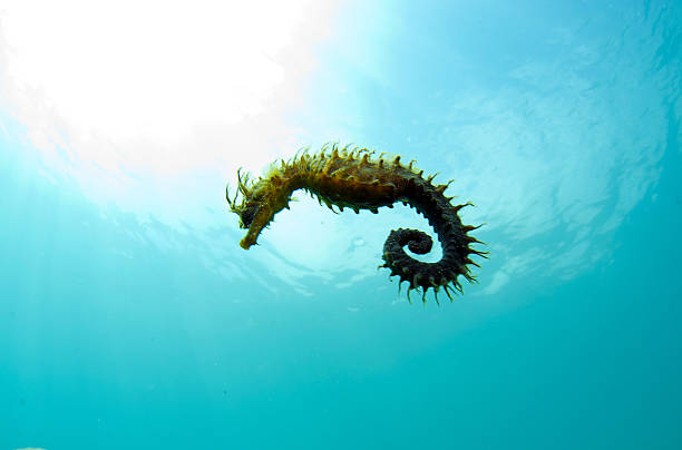 istock Here it is where you hide the seahorse 518089142