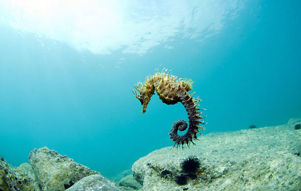 Here it is where you hide the seahorse The den where he hides and lives the seahorse seahorse stock pictures, royalty-free photos & images