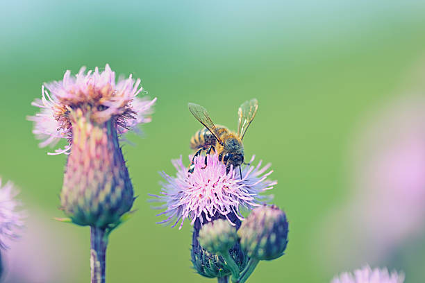 istock Honey Bee pollinating plant in meadow 518089350