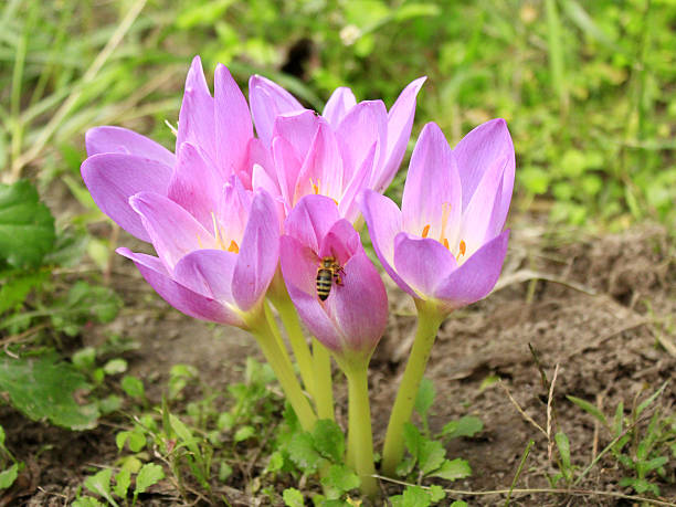 pink flowers of colchicum autumnale beautiful pink flowers of Colchicum autumnale blossoming in the Autumn meadow saffron stock pictures, royalty-free photos & images