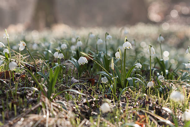 istock Leucojum Vernum, spring flower in nature reserve 518091646
