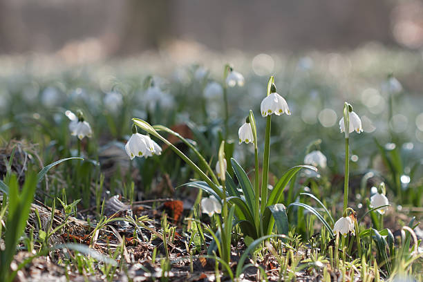 istock Leucojum Vernum, spring flower in nature reserve 518091666