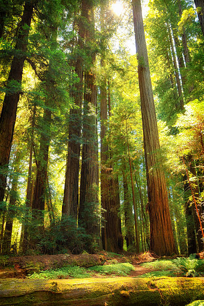 parque nacional de redwood - redwood sequoia california redwood national park imagens e fotografias de stock