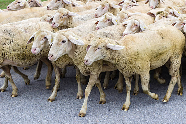 istock flock of sheep 518092372