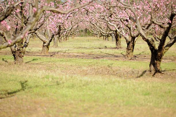 istock Row of peach trees blooming 518092798