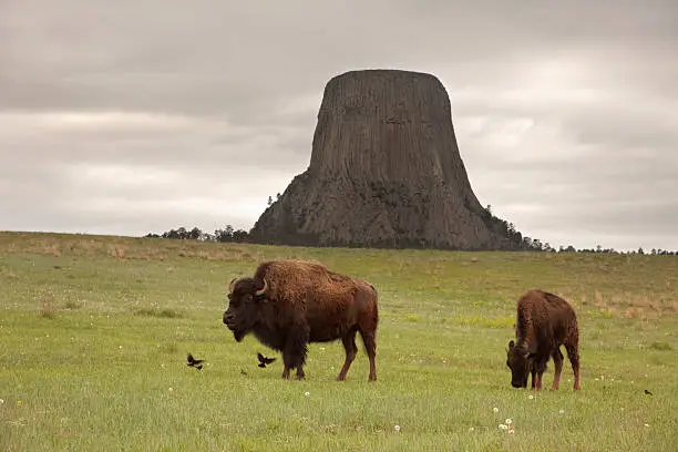 On a cloudy afternoon, a pair of bison graze as cowbirds fly in a lush grasslands in front of the volcanic columns of the Devils Tower National Monument in Wyoming.