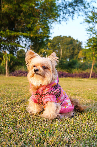 istock Mixed Breed Dog Sitting in the Garden 518093887