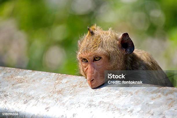 Funny Monkeys Stock Photo - Download Image Now - Animal, Animals In The  Wild, Cute - iStock