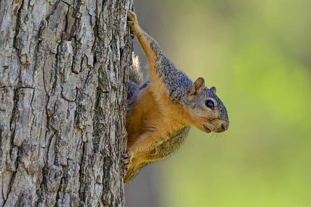 istock Comical Squirrel Hanging on side of tree Green Background 518094736