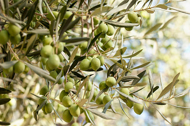 zielone oliwki - olive olive tree olive branch branch zdjęcia i obrazy z banku zdjęć