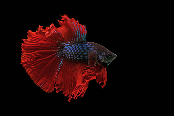 betta бойцовая рыбка в aquarium - siamese fighting fish tropical fresh water fish fishbowl fighting fish стоковые фото и изображения