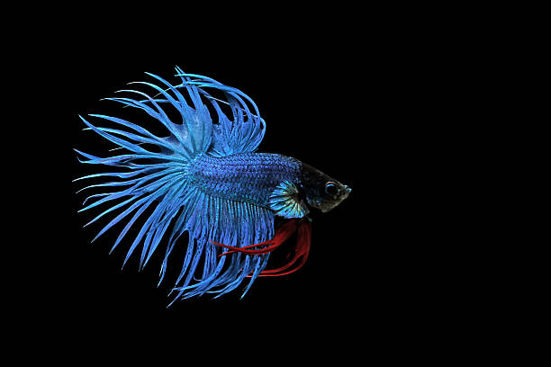 betta бойцовая рыбка в aquarium - siamese fighting fish tropical fresh water fish fishbowl fighting fish стоковые фото и изображения