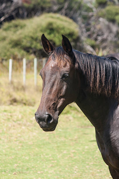 istock head of black horse 518095303